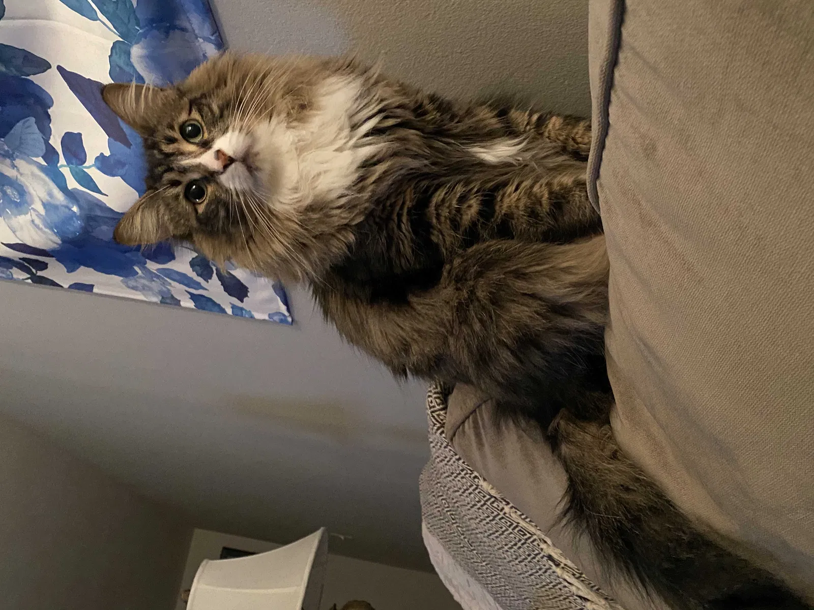 Lost cat in Huntington Station, NY, 11746