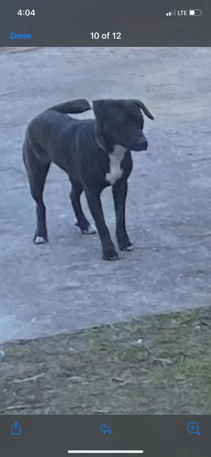 Lost dog in North Charleston, SC, 29420
