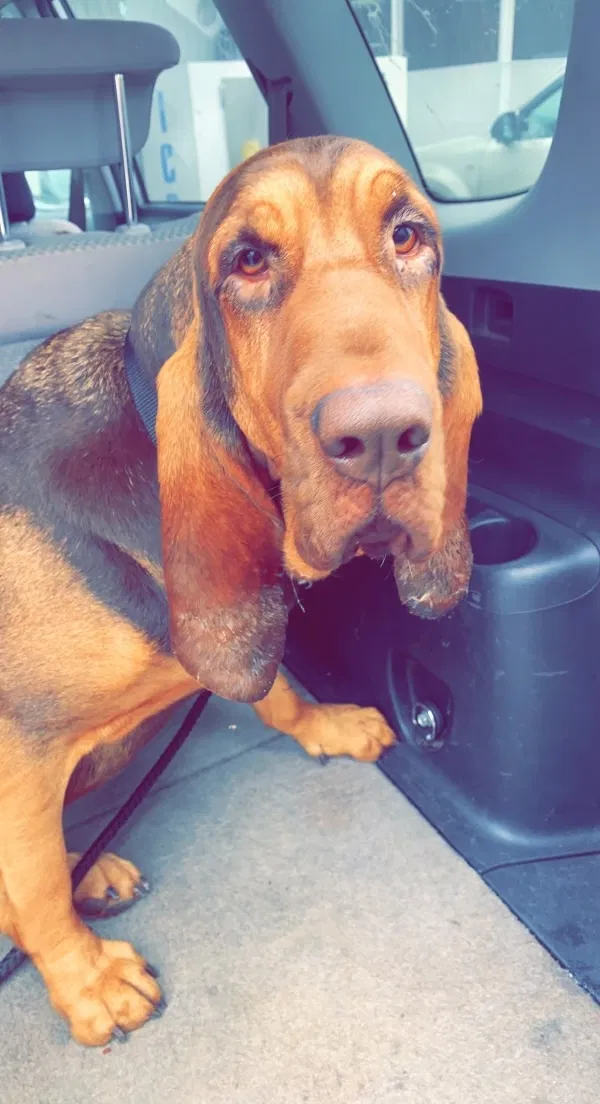 Lost dog in Burr Oak, MI, 49030
