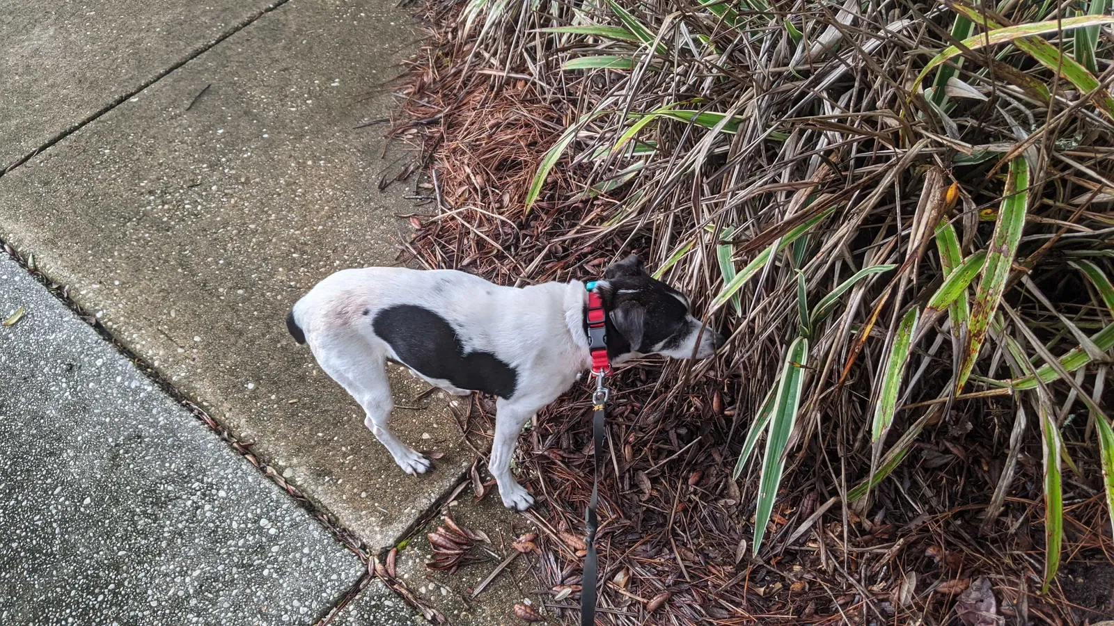 Lost dog in Pensacola, FL, 32514