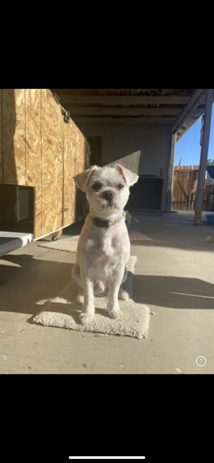 Lost dog in Victorville, CA, 92392