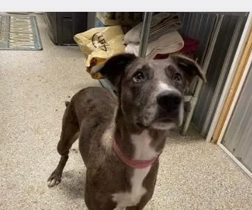 Lost dog in Mc Farland, WI, 53558