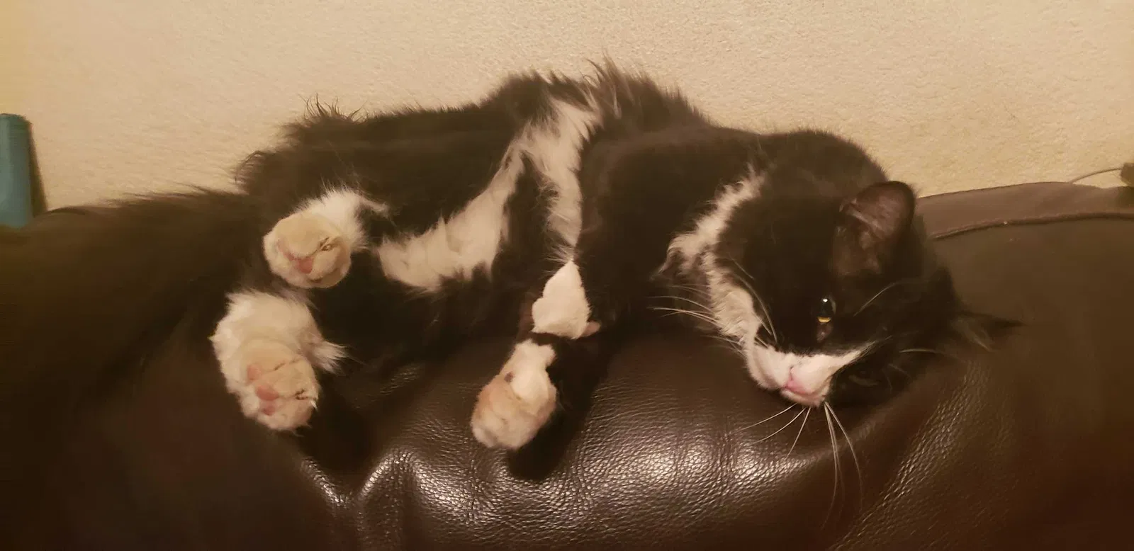 Lost cat in Peoria, AZ, 85345