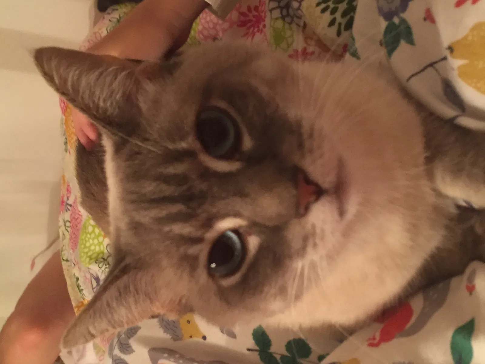 Lost cat in Chicago, IL, 60657