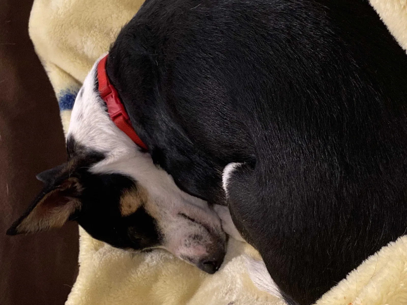 Lost dog in Unknown, TX, 79422