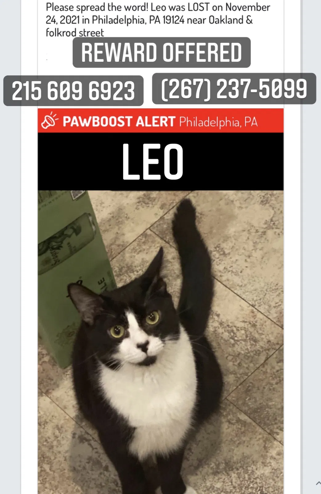 Lost cat in Philadelphia, PA, 19124