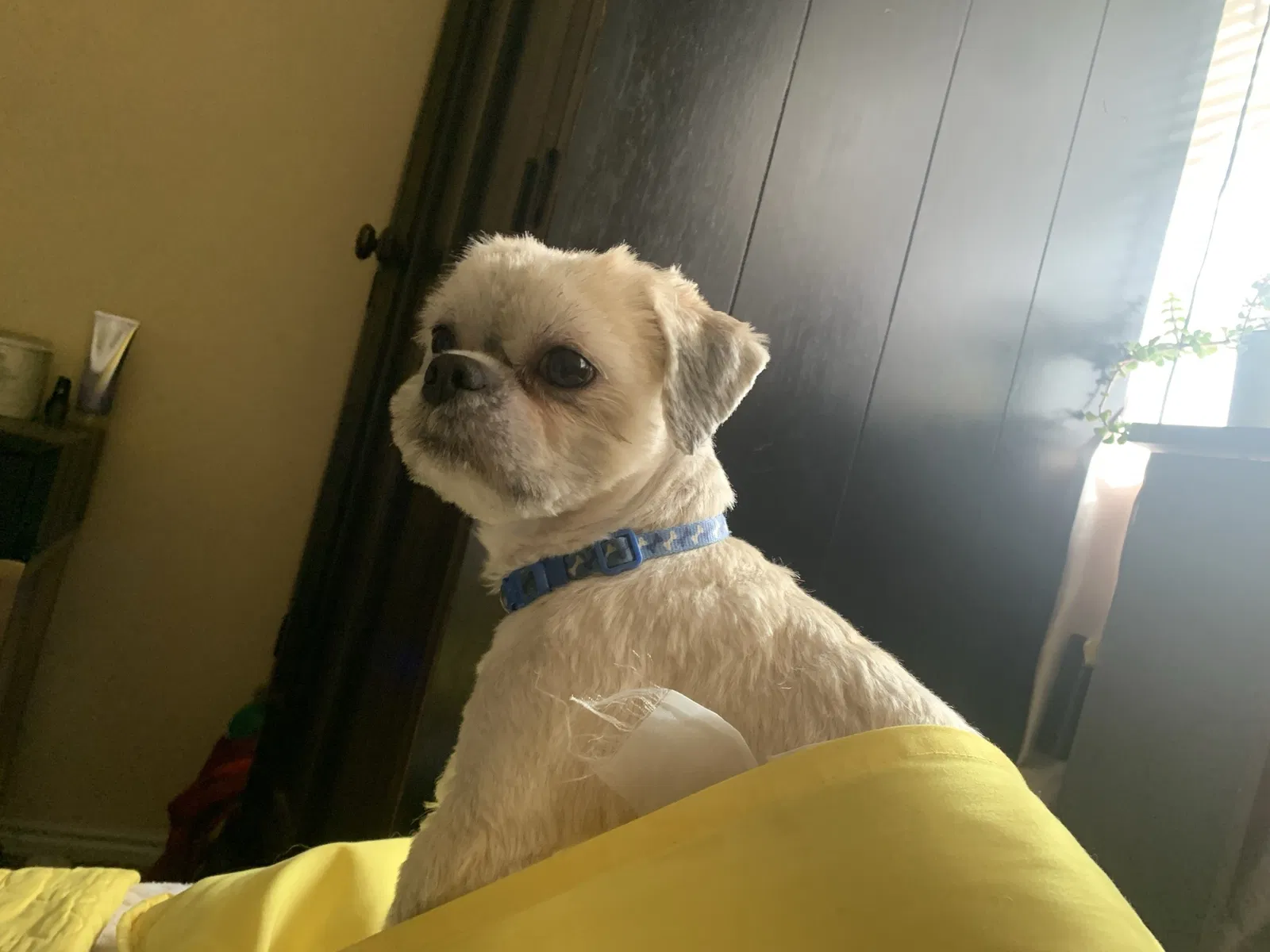Lost dog in Provo, UT, 84601