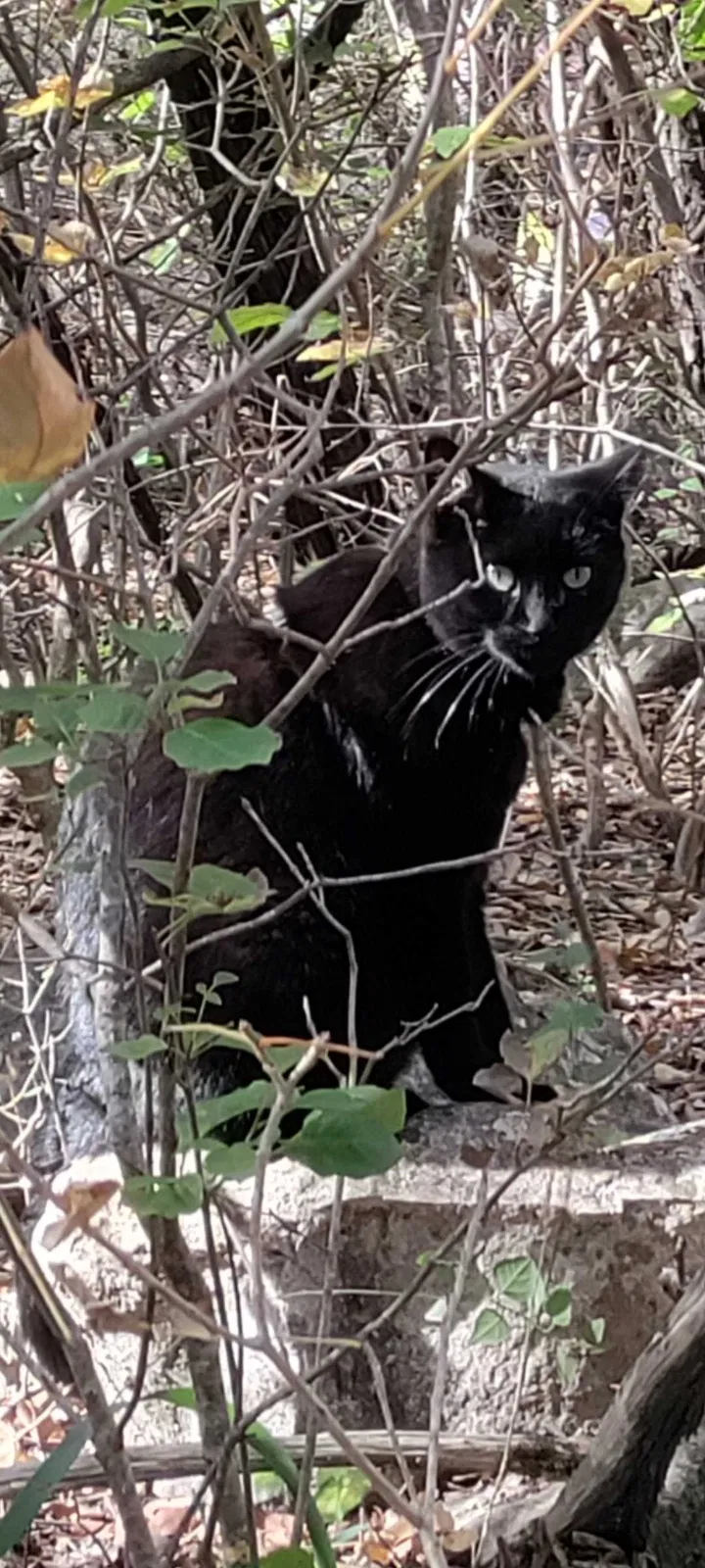 Lost cat in Austin, TX, 78736