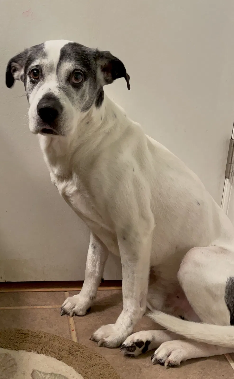 Lost dog in Winston Salem, NC, 27105