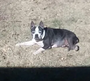 Lost dog in Killeen, TX, 76543