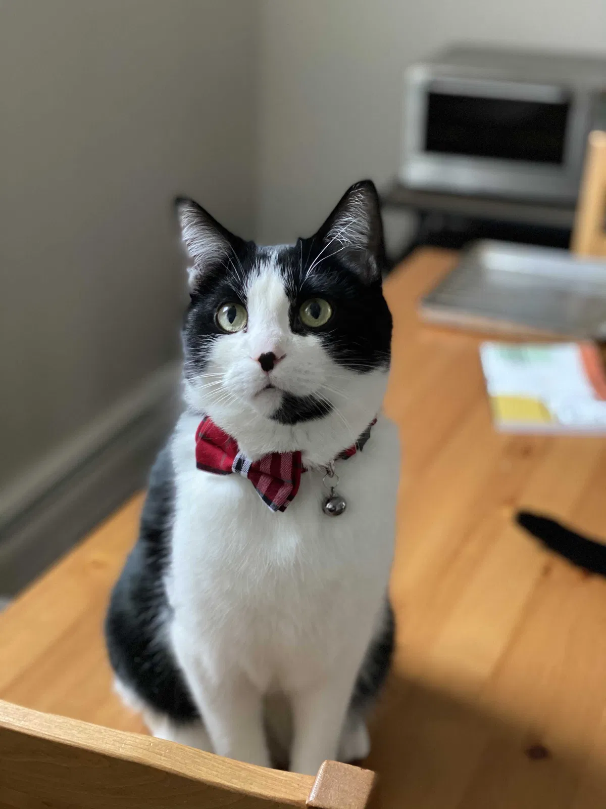 Lost cat in Pinckney, MI, 48169