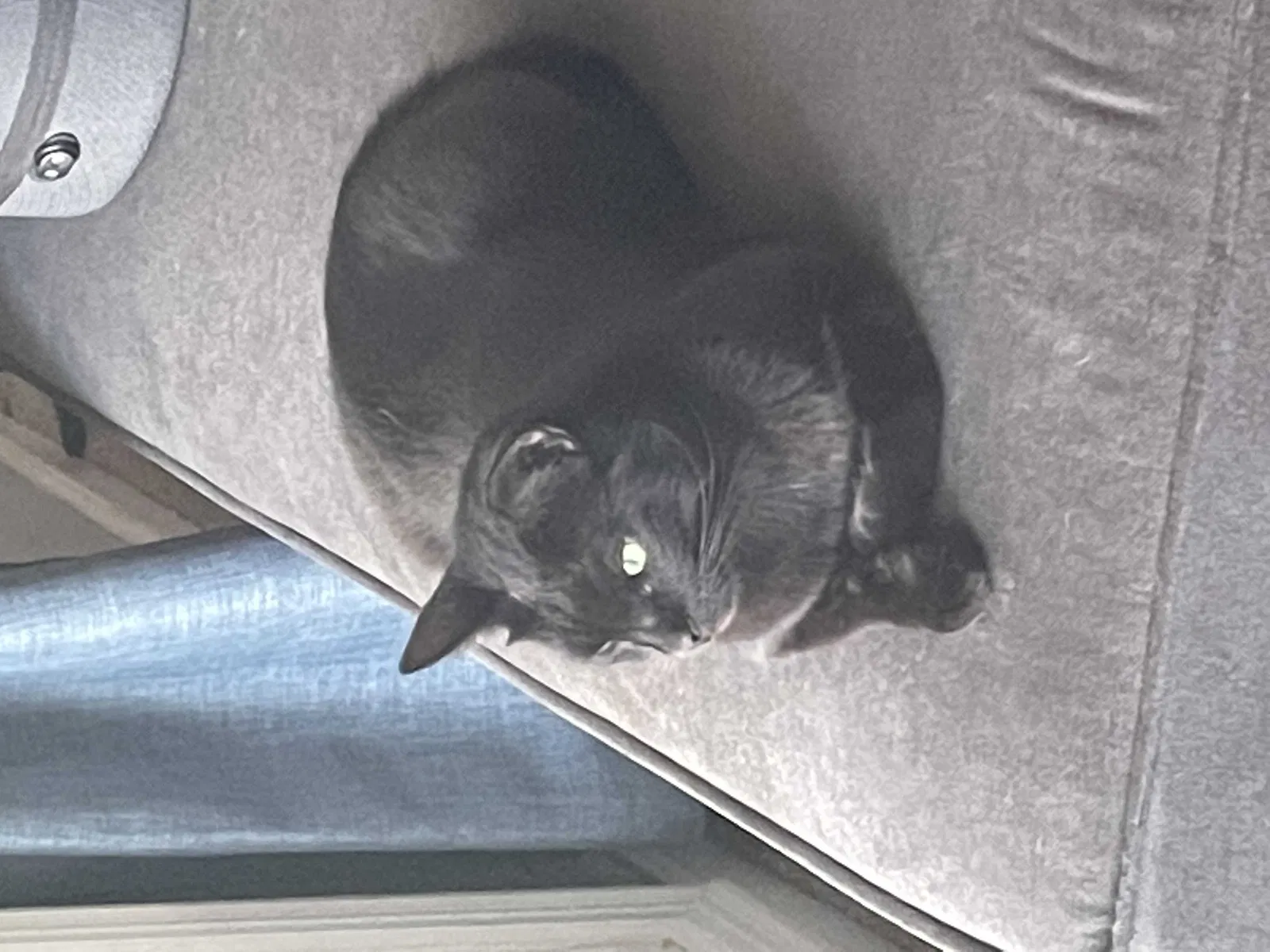Lost cat in Louisville, KY, 40223