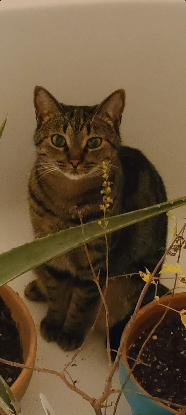 Lost cat in Cedar Park, TX, 78613