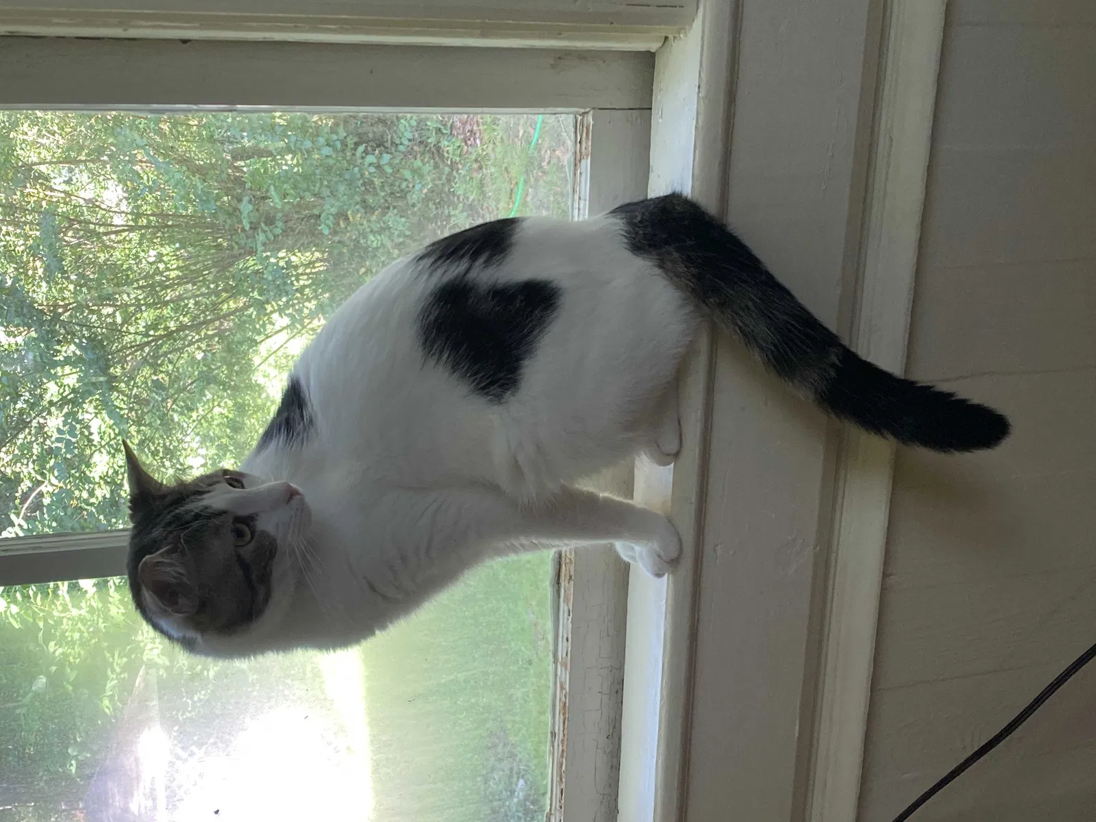 Lost cat in Newnan, GA, 30263