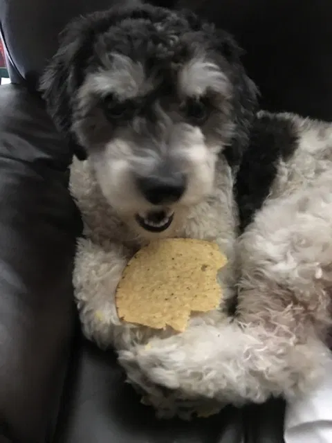 Lost dog in South El Monte, CA, 91733