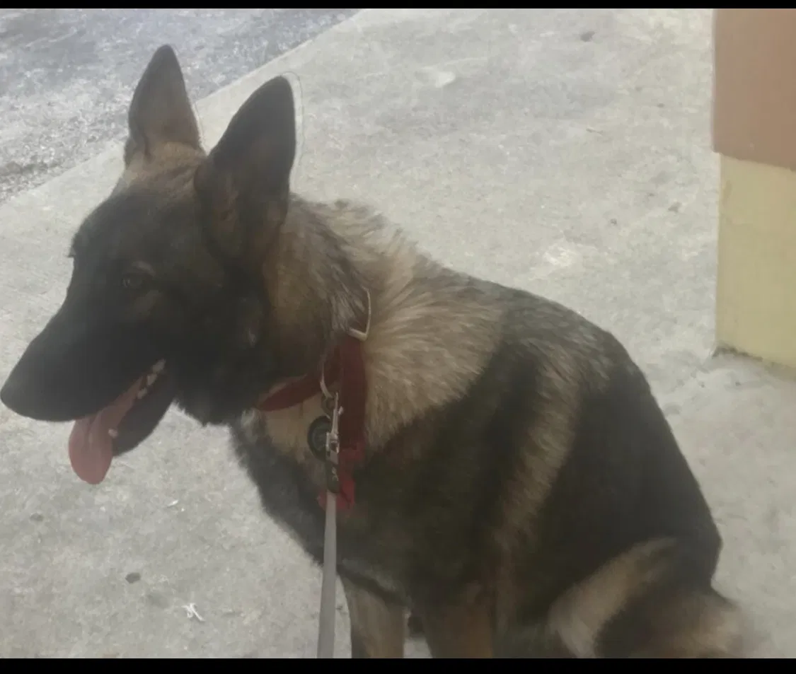 Lost dog in Kissimmee, FL, 34758