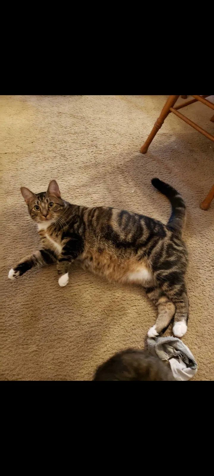 Lost cat in Killeen, TX, 76543