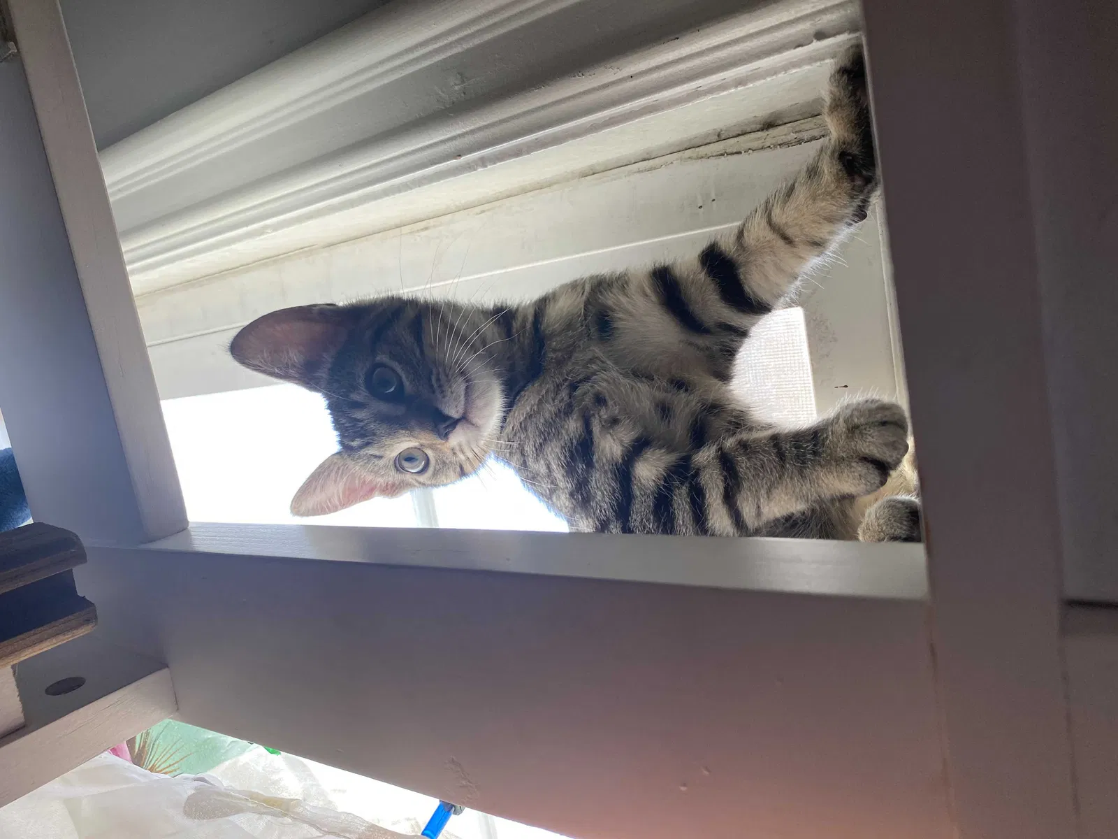 Lost cat in Mission Viejo, CA, 92691