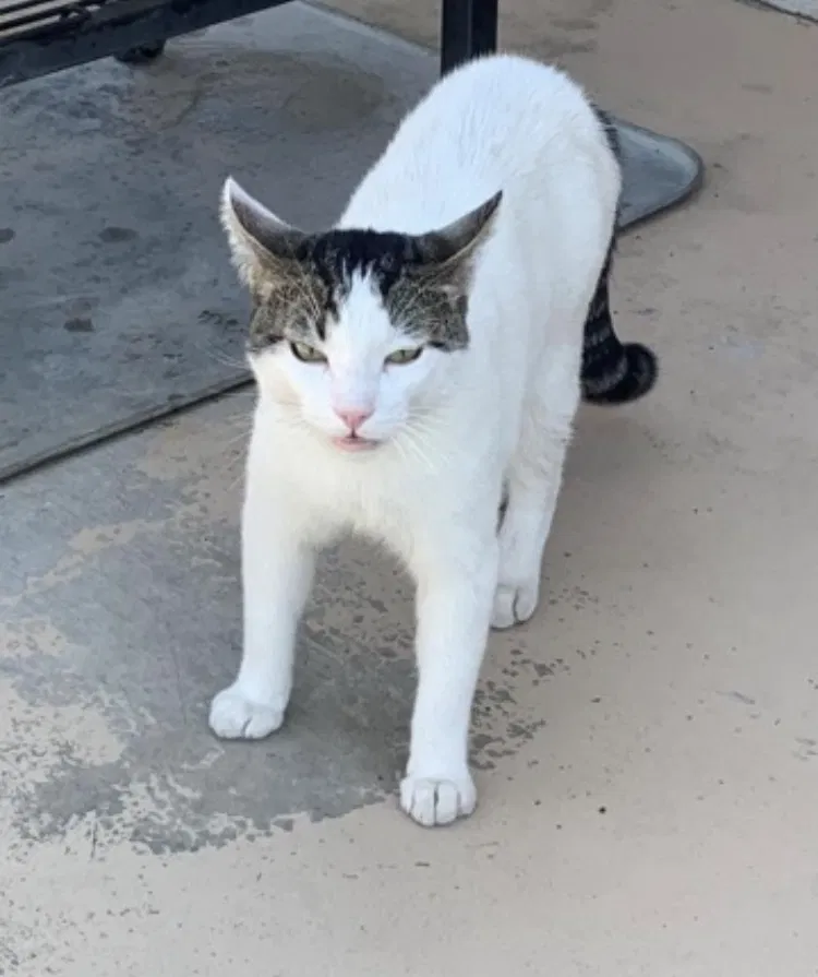 Lost cat in Fruita, CO, 81521