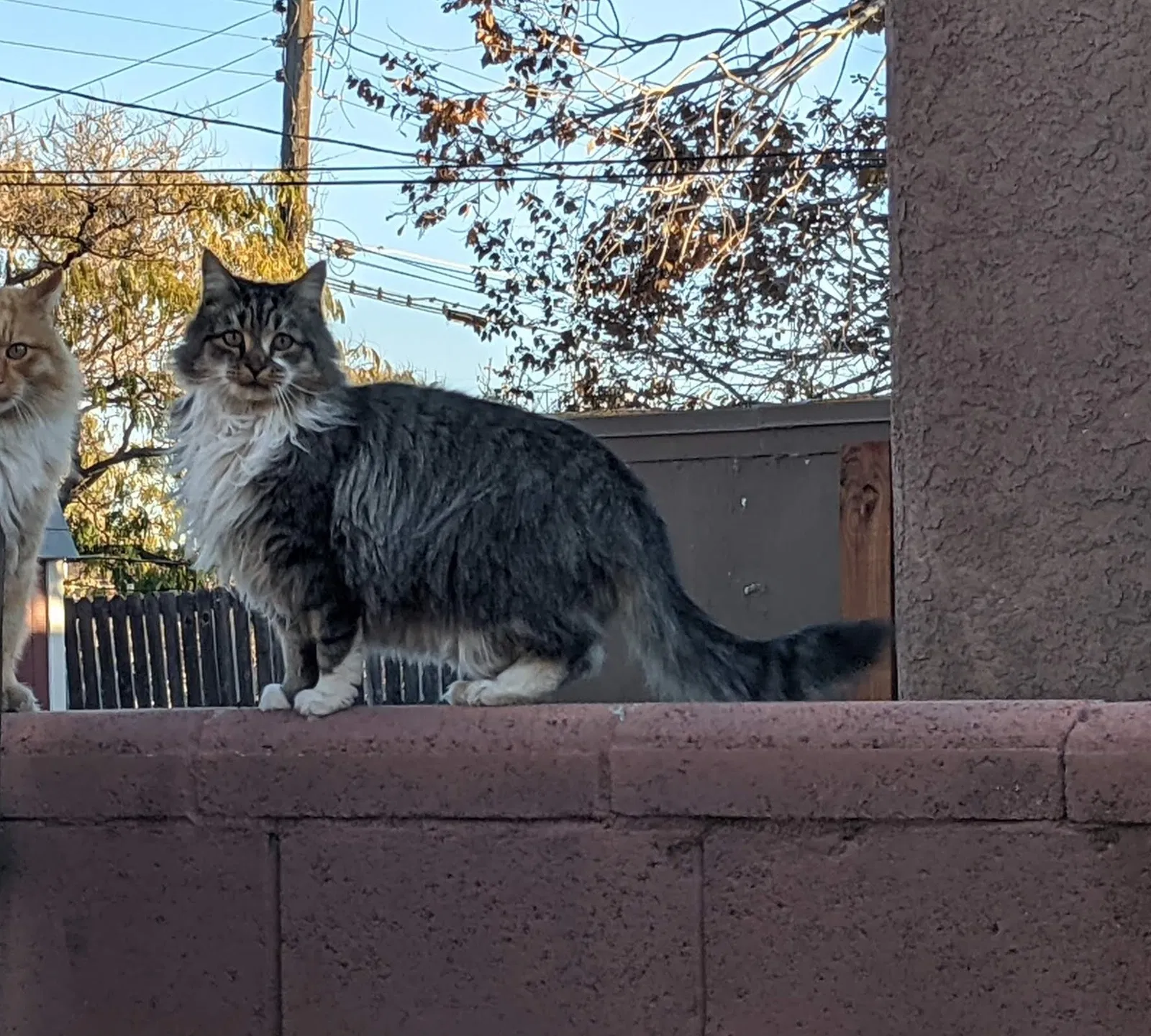 Lost cat in Albuquerque, NM, 87108