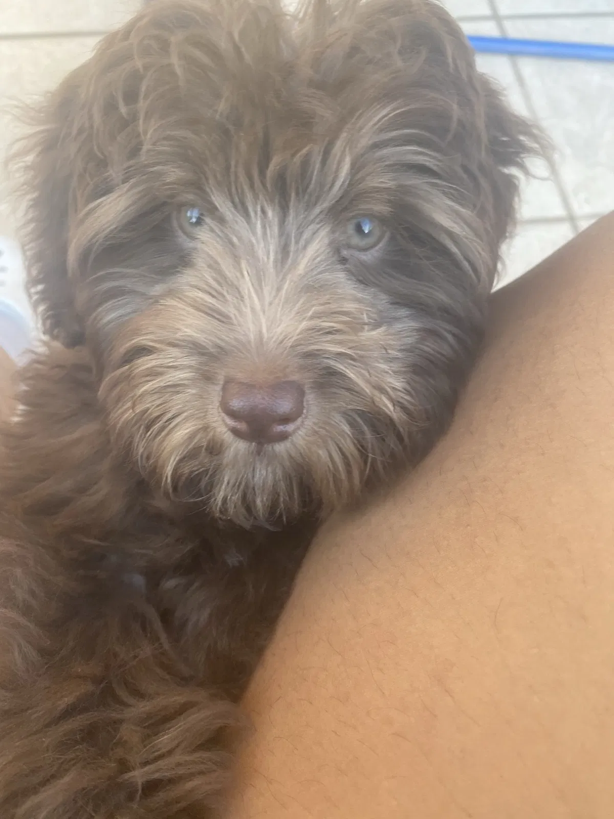Lost dog in Kissimmee, FL, 34741