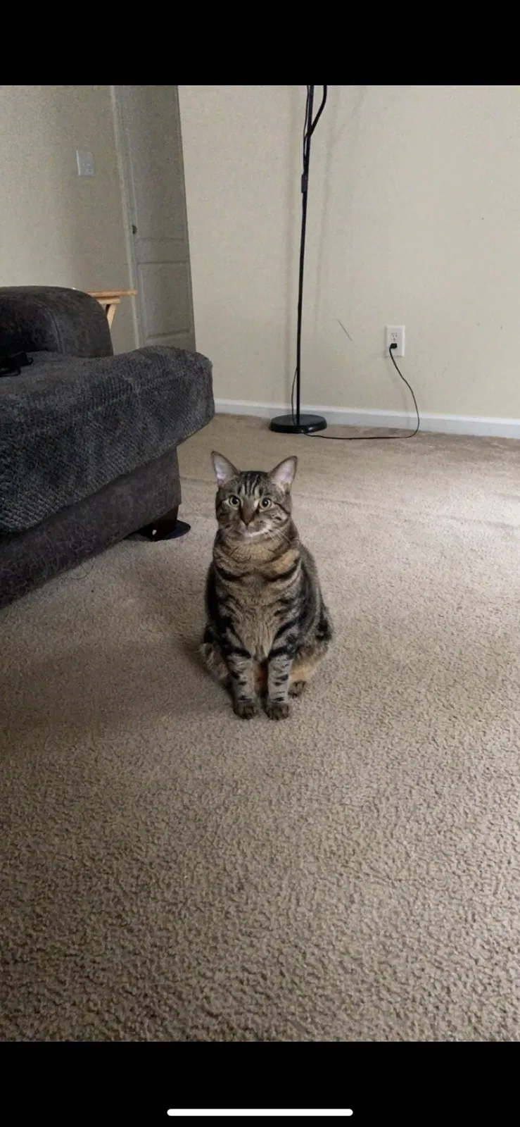 Lost cat in Raleigh, NC, 27610