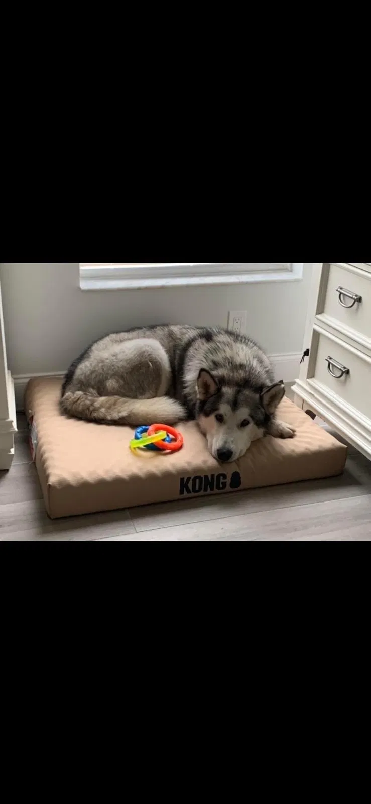 Lost dog in Port Saint Lucie, FL, 34983