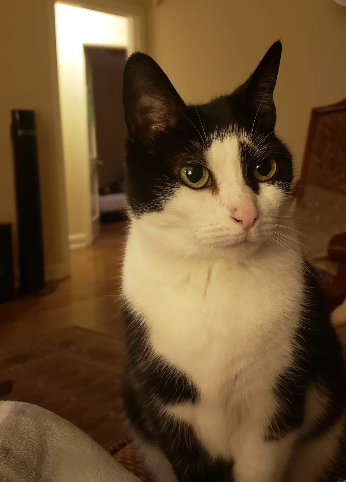 Lost cat in Nashville, TN, 37215