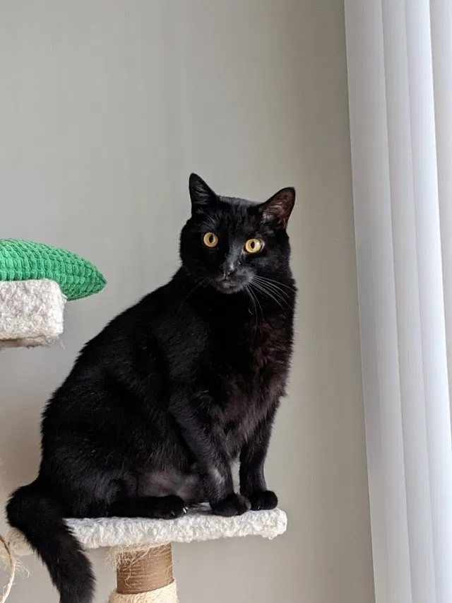 Lost cat in Newport News, VA, 23606