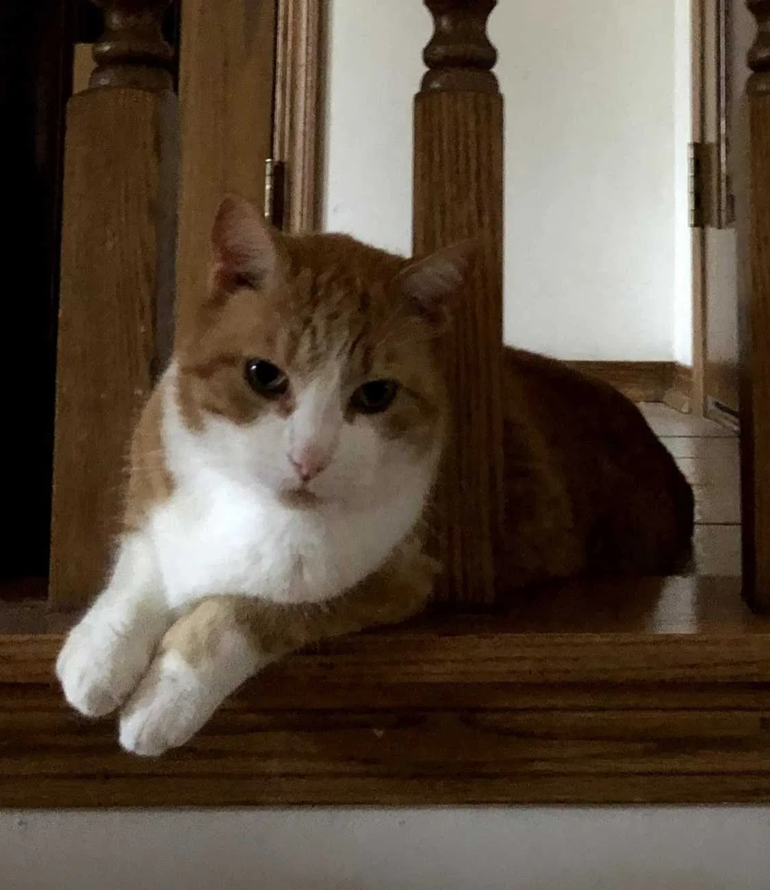 Lost cat in Wichita, KS, 67212