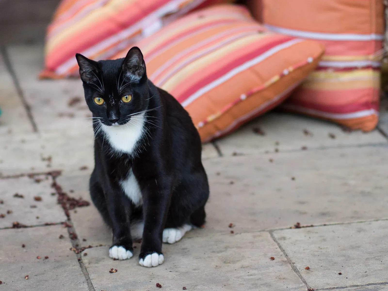 Lost cat in Longmont, CO, 80504
