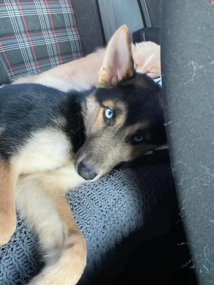 Lost dog in Colorado Springs, CO, 80925
