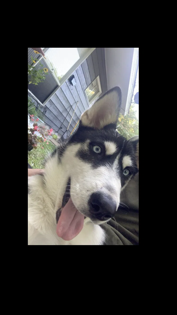 Lost dog in Little Rock, AR, 72209