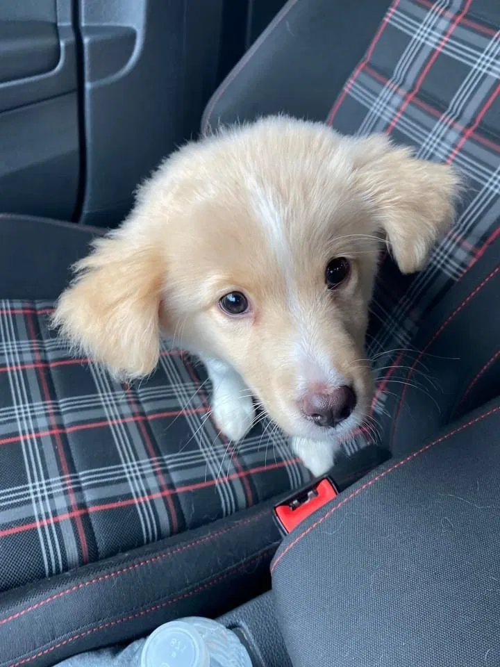 Lost dog in Colorado Springs, CO, 80925