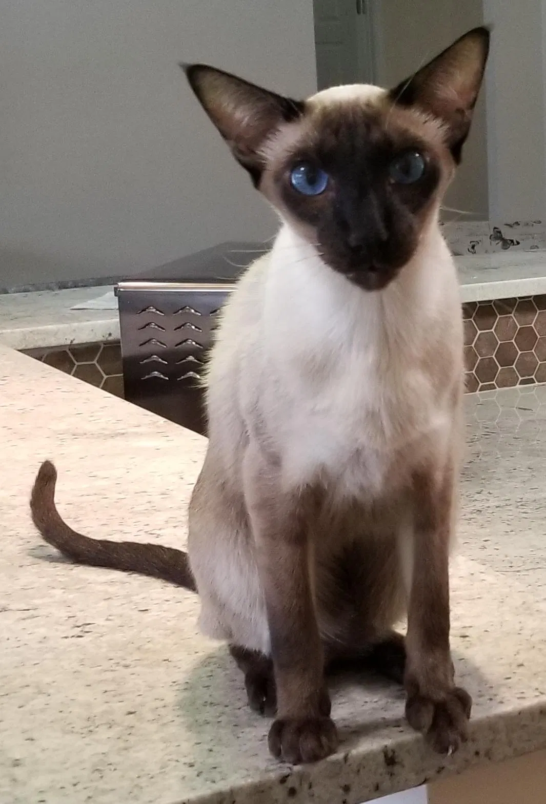 Lost cat in High Springs, FL, 32643