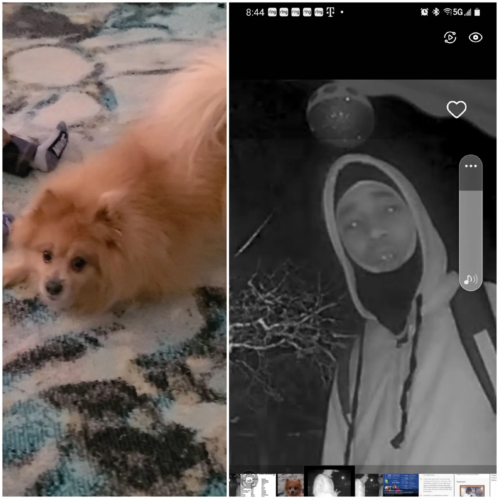 Lost dog in Buffalo, NY, 14211