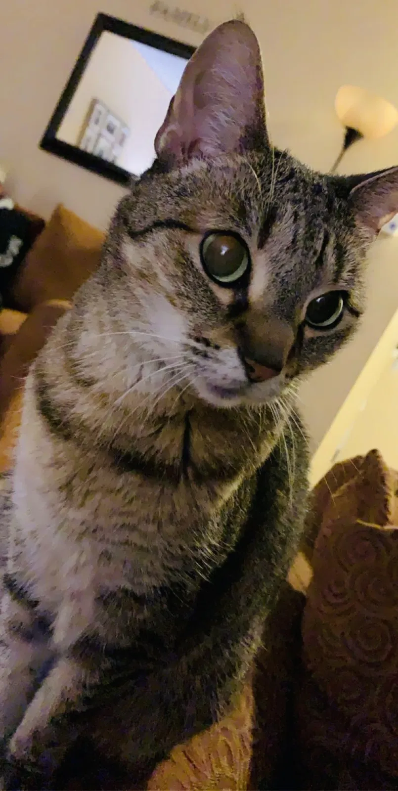 Lost cat in Cocoa, FL, 32927