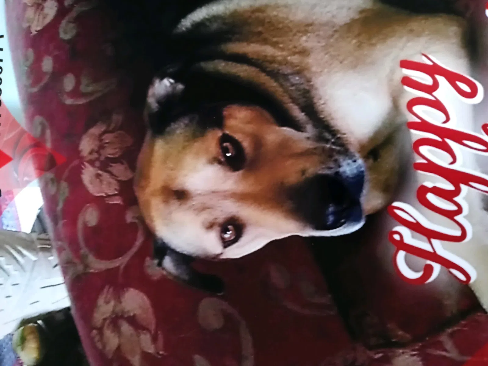 Lost dog in Neosho, MO, 64850