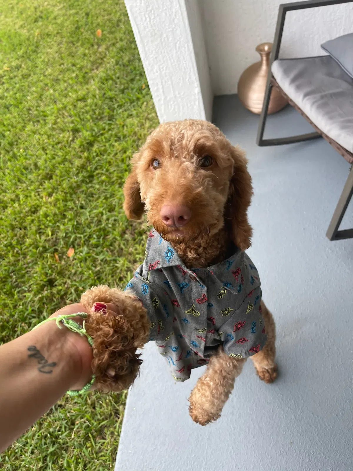 Lost dog in Miami, FL, 33179