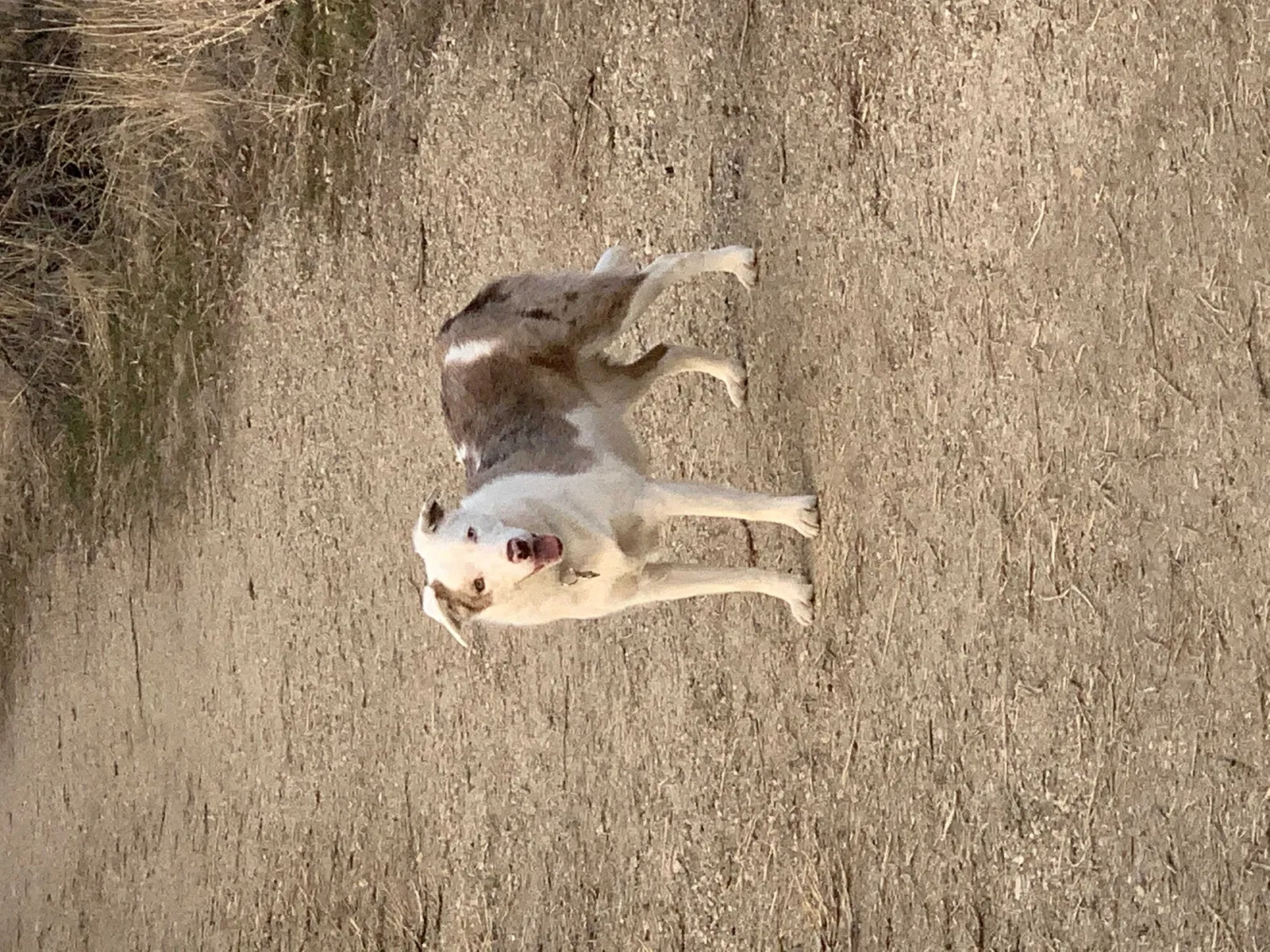 Lost dog in Twin Falls, ID, 83301