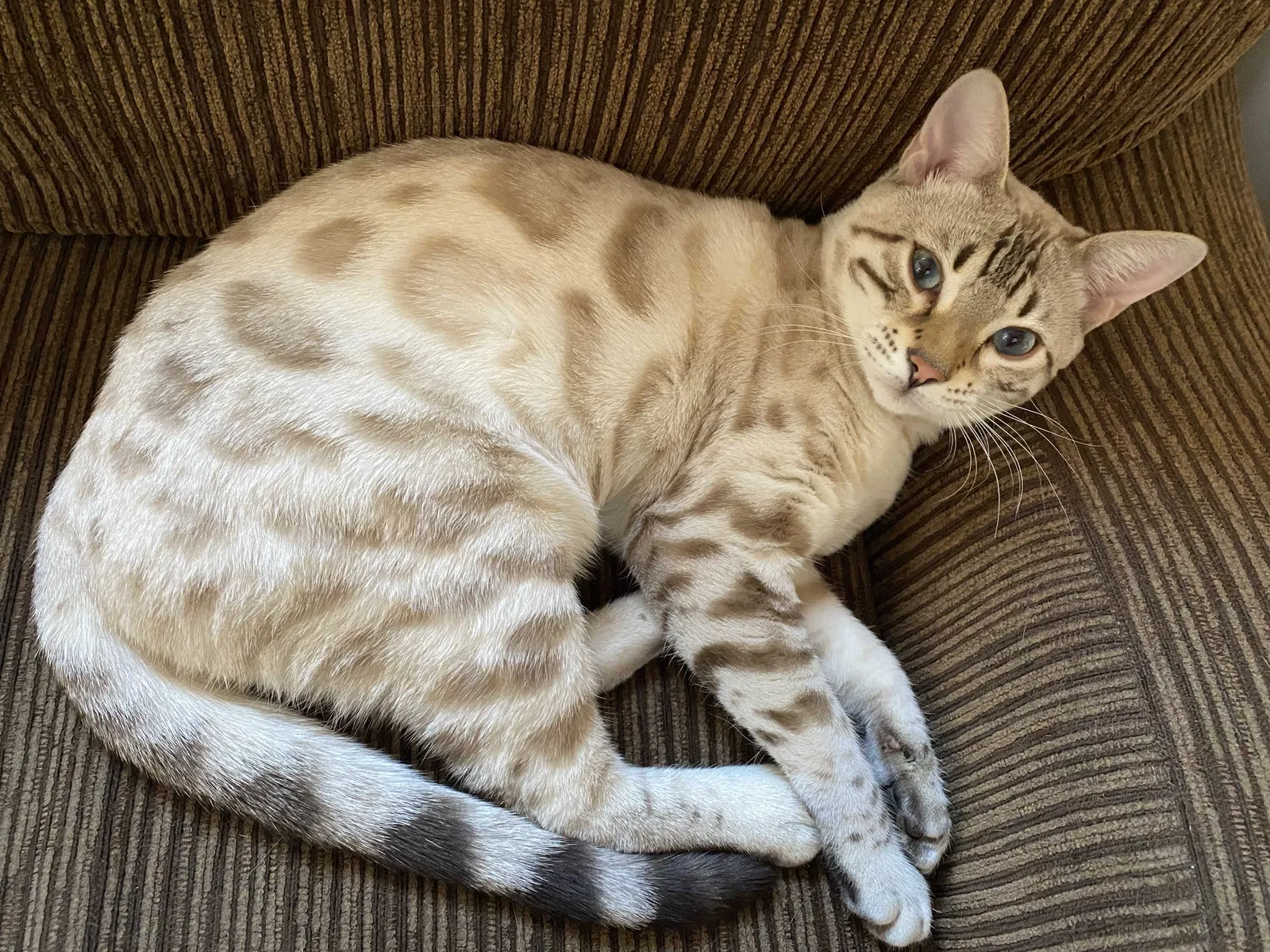 Lost cat in San Diego, CA, 92102