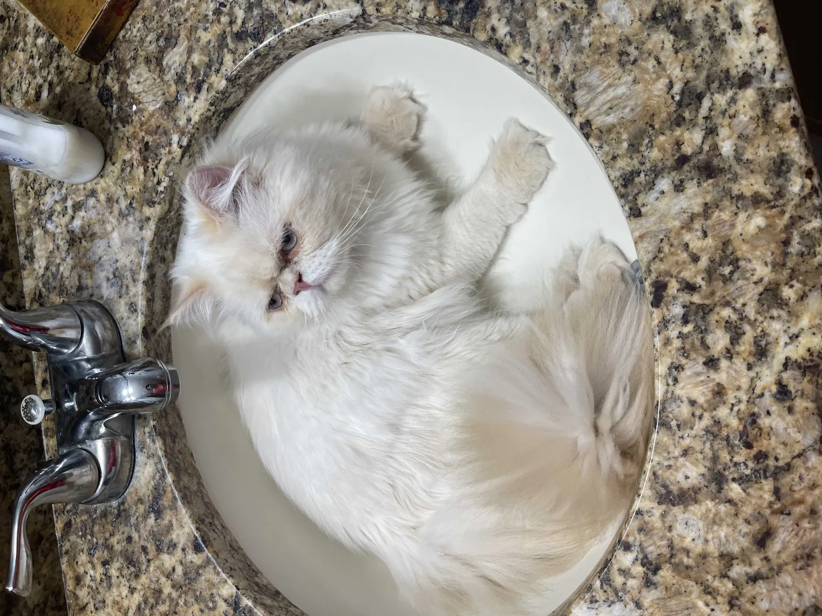 Lost cat in Orlando, FL, 32825
