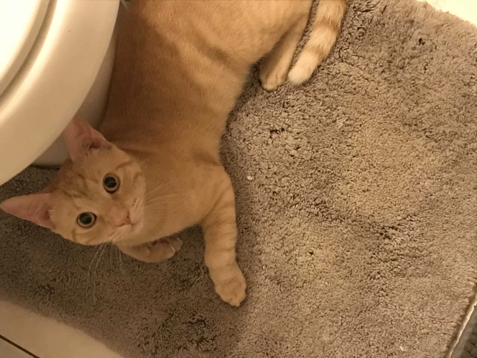Lost cat in Tampa, FL, 33604