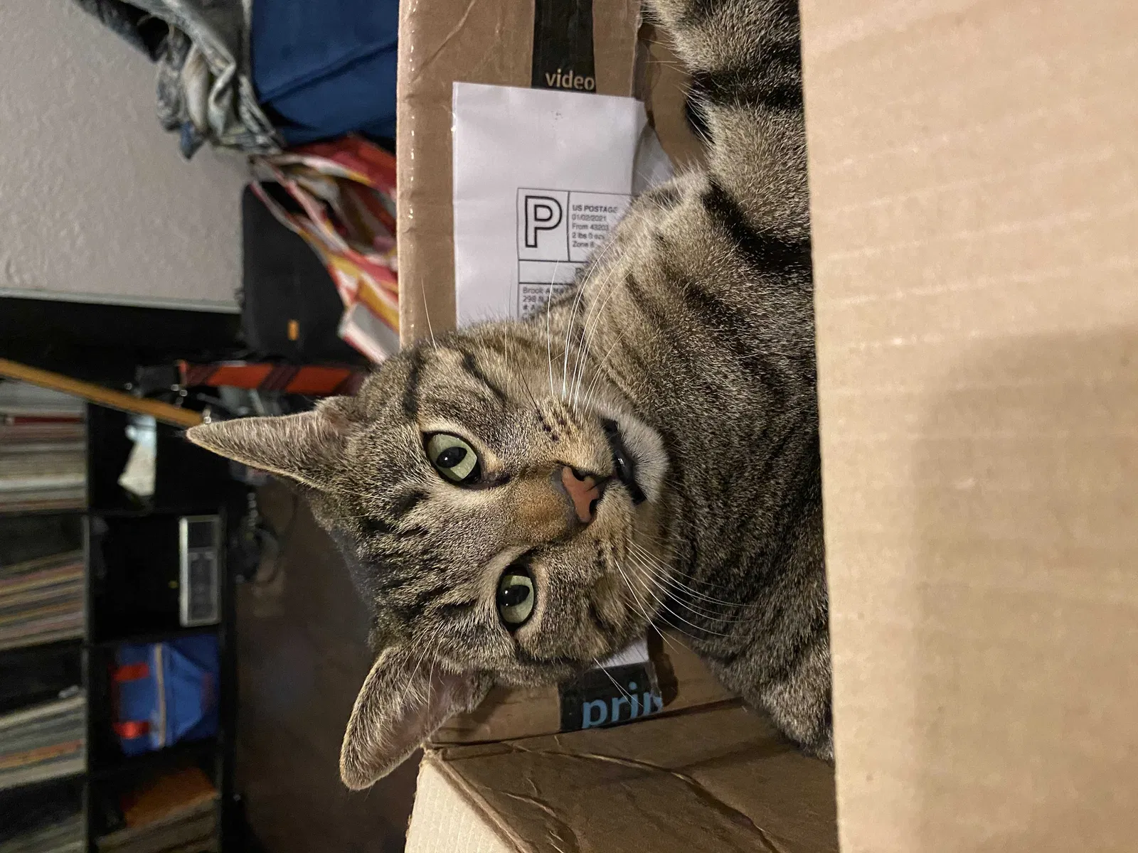 Lost cat in San Leandro, CA, 94578