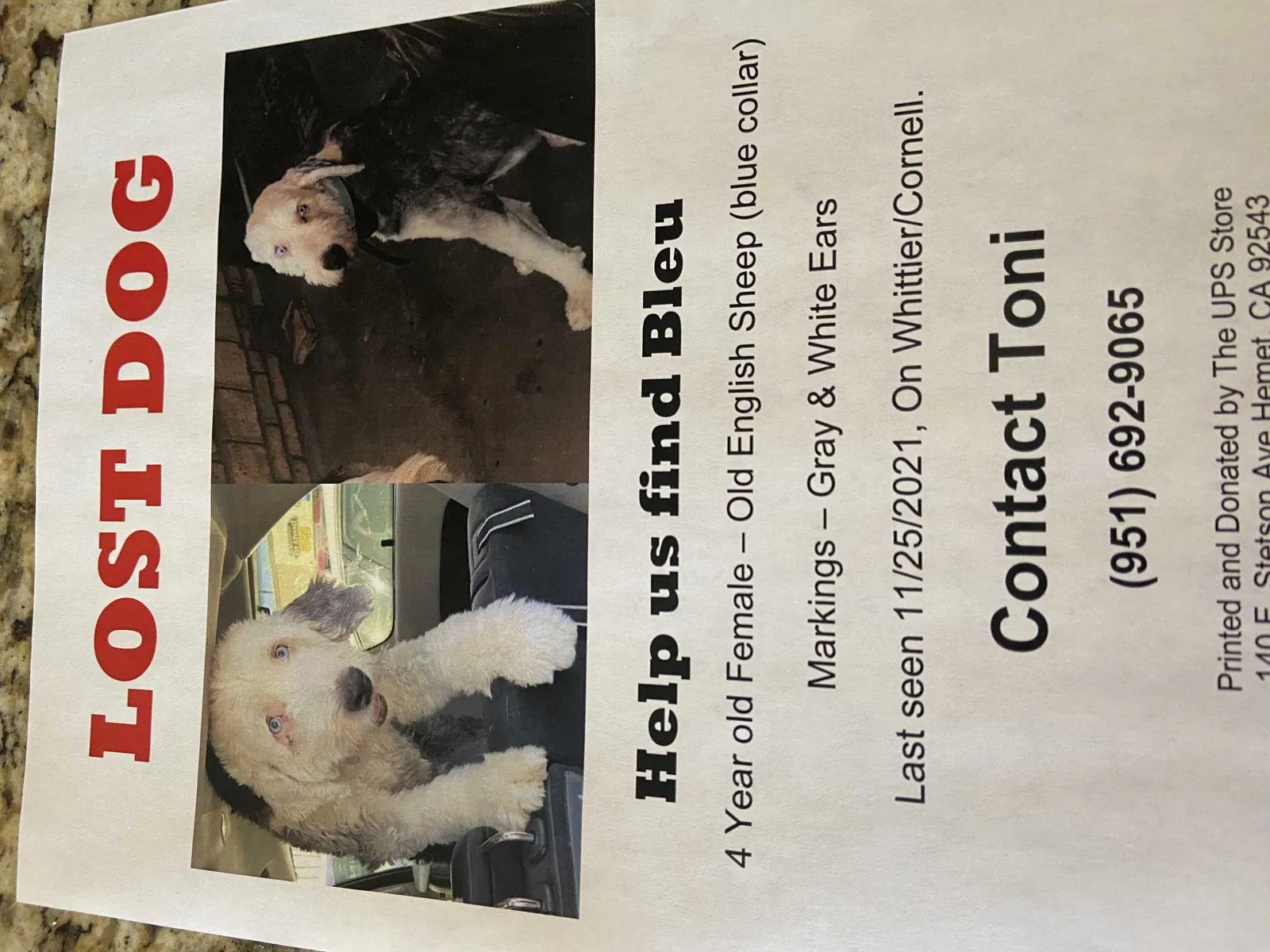 Lost dog in Hemet, CA, 92544
