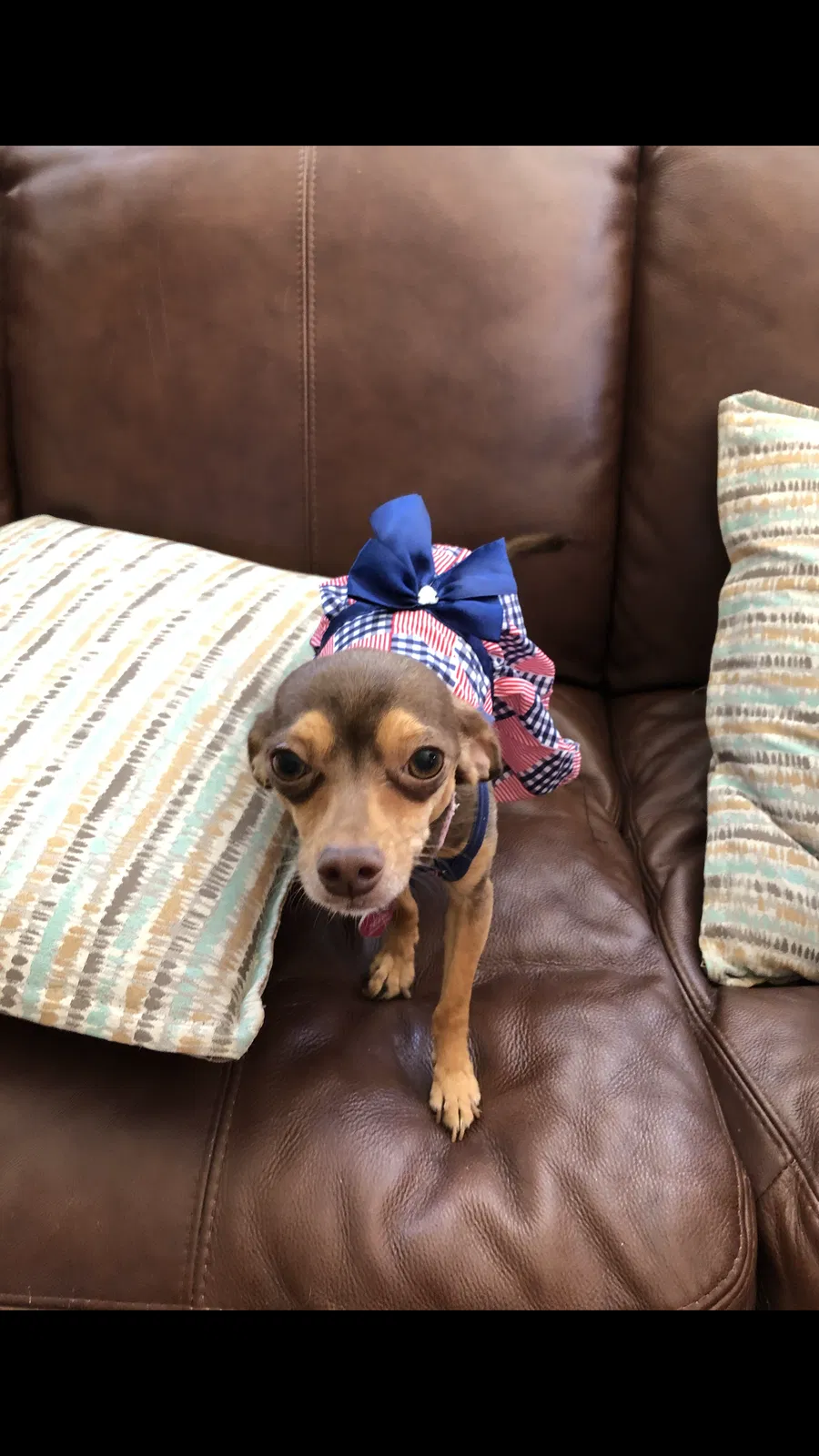 Lost dog in Palmdale, CA, 93551