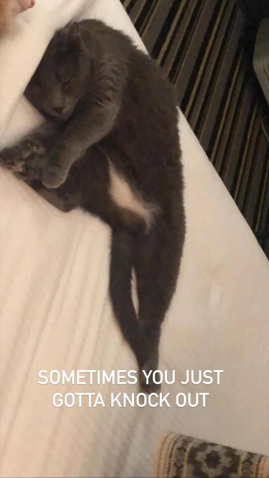 Lost cat in Grovetown, GA, 30813