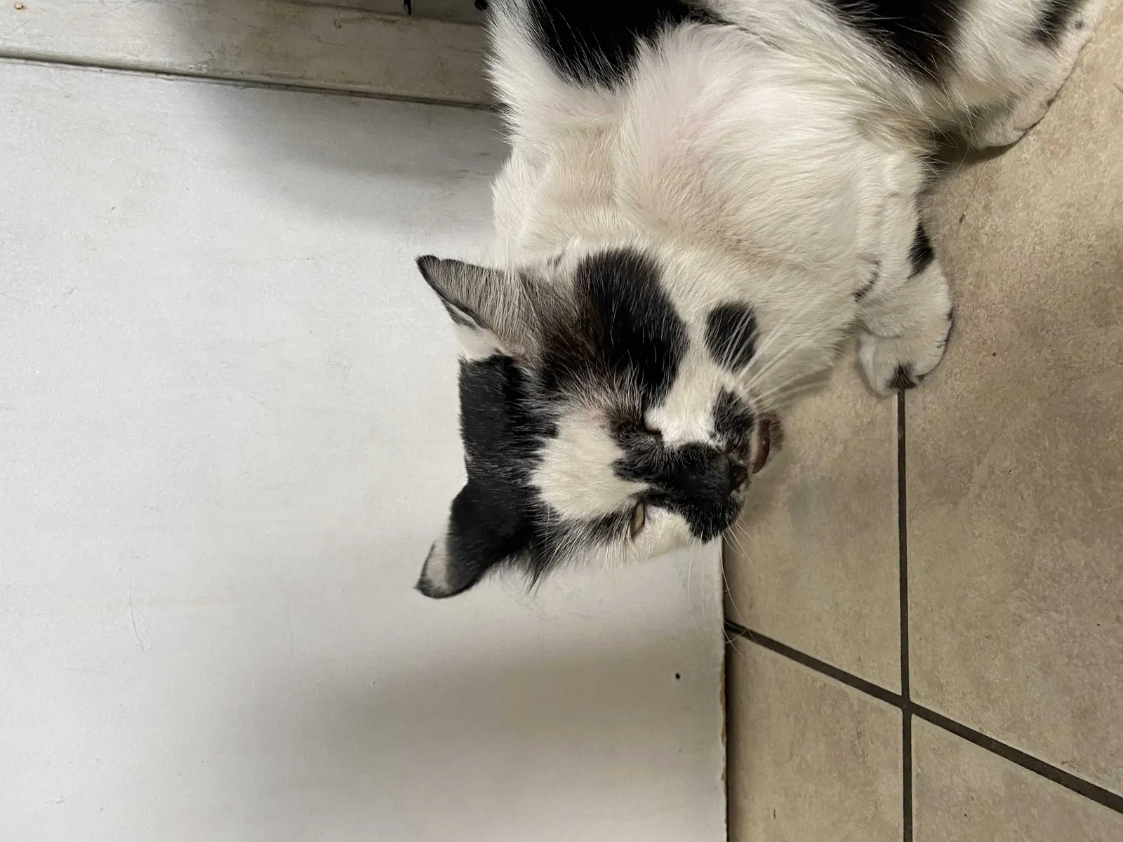 Lost cat in Garden Grove, CA, 92843