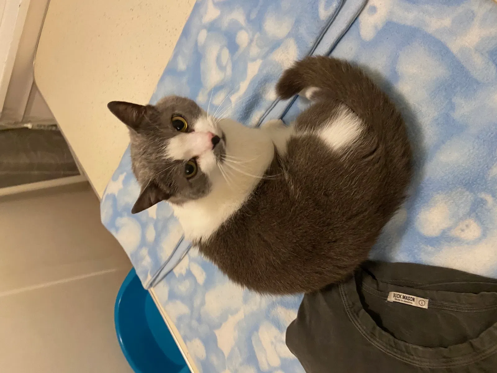 Lost cat in Tacoma, WA, 98405