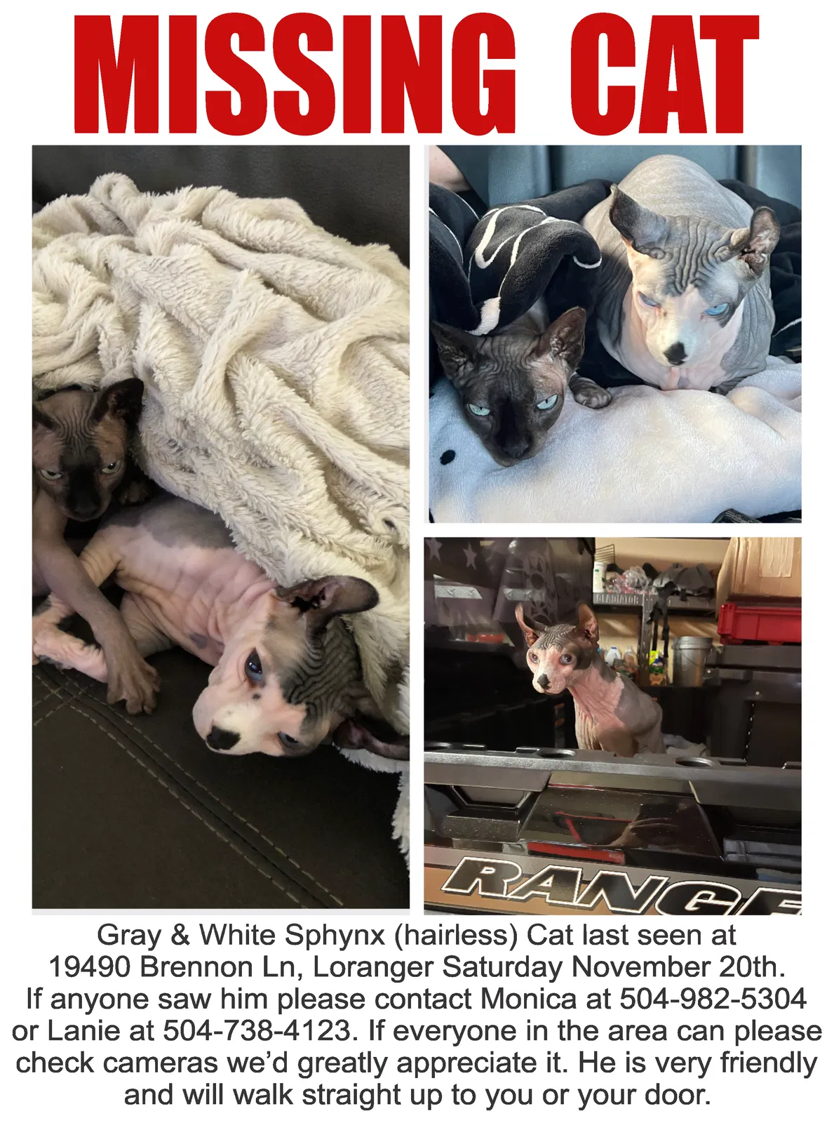 Lost cat in Loranger, LA, 70446